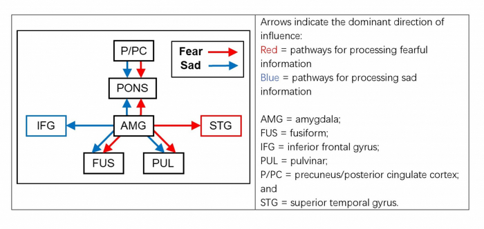 Neural networks in processing sad and fearful information