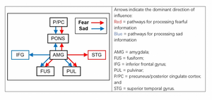 Neural networks in processing sad and fearful information