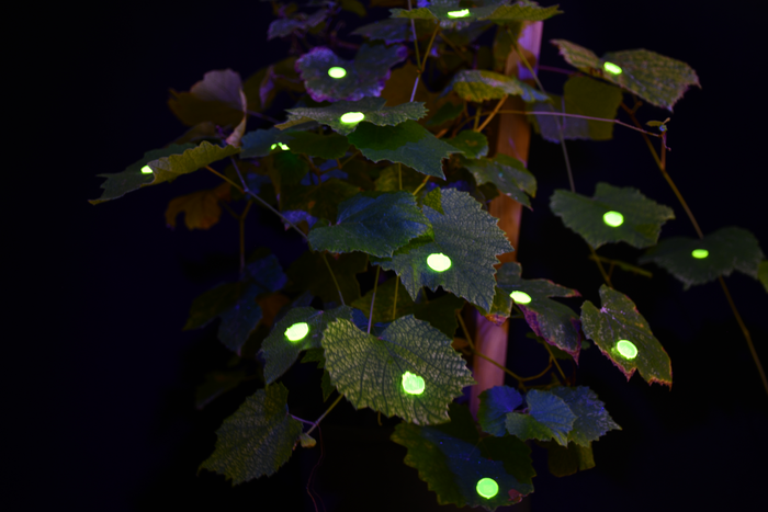 3D-printed plant-inspired micro-hooks