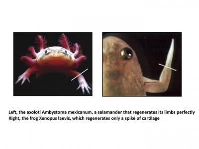 Axolotl <i>Ambystoma mexicanum</i> and Frog <i>Xenopus laevis</i>