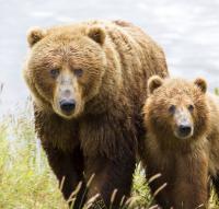 Brown Bear Mother and Cub