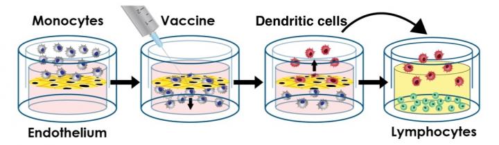 A Personalized Human Tissue Construct for Vaccine Testing