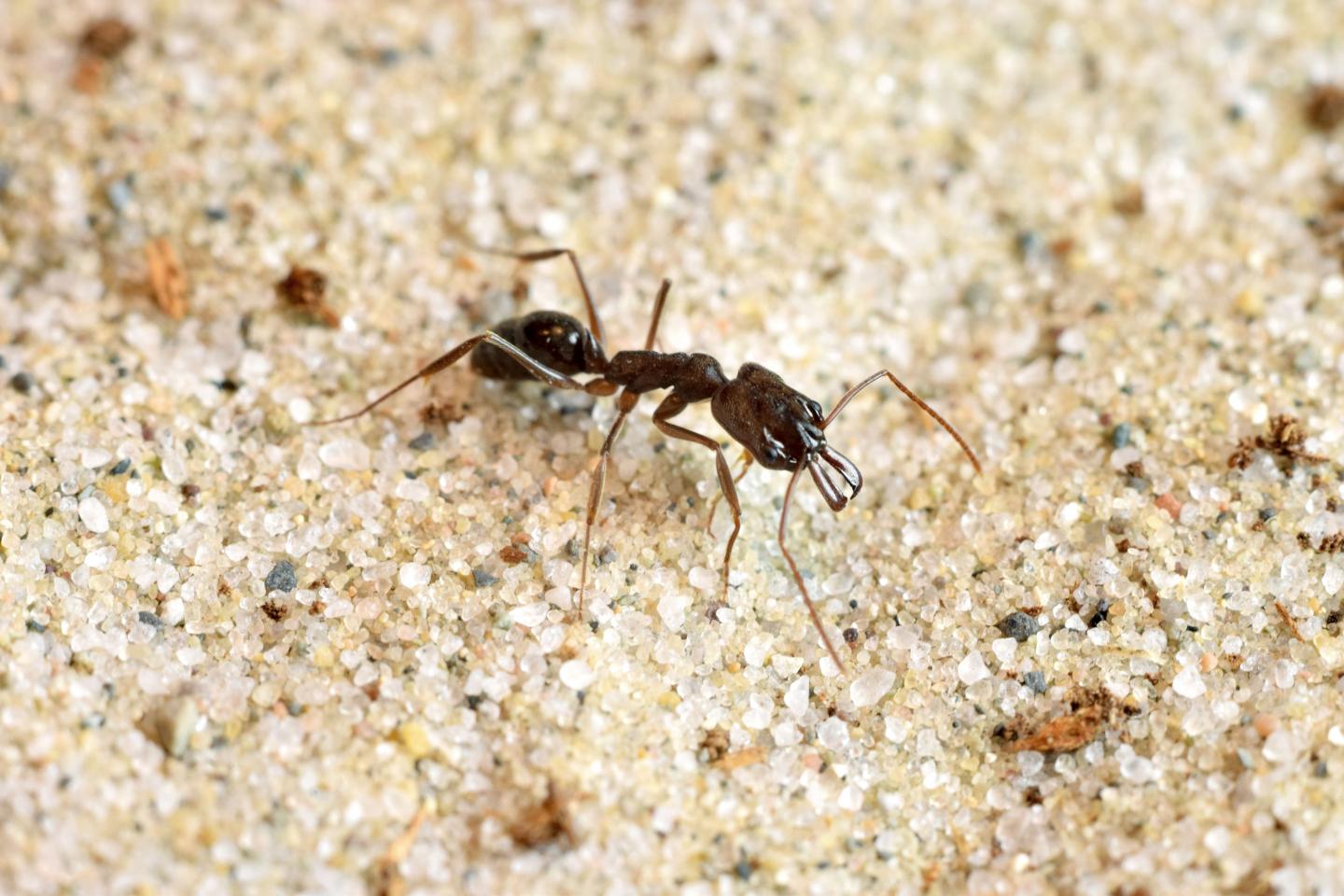 <i>Odontomachus Brunneus</i>