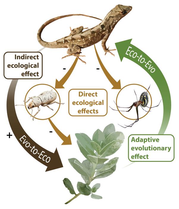 Ap Biology 004 Evidence For Evolution Video Review Sheet Answer Key