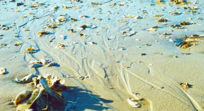 Low Tide