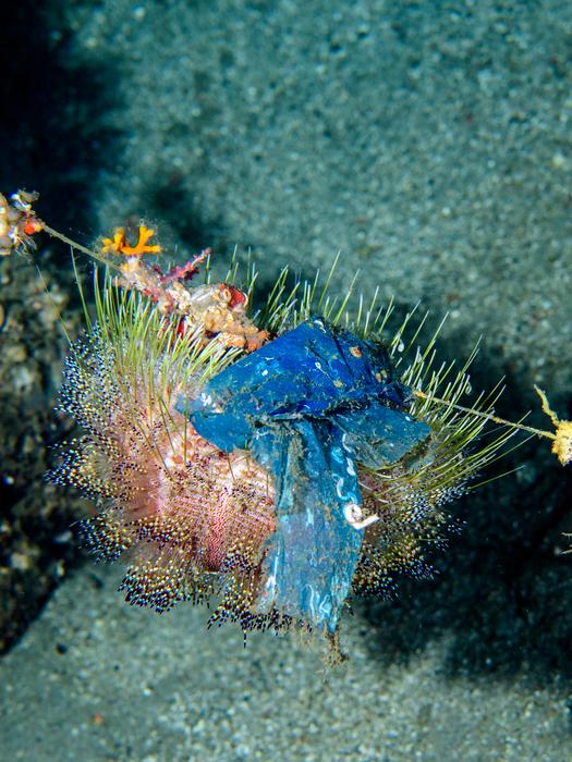 These artificial reefs are combating coral degradation