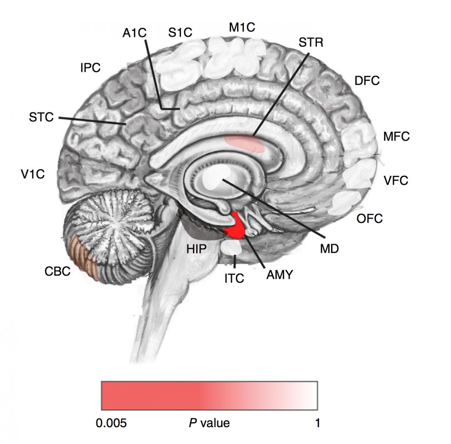 Post-Zygotic Autism Mutations in the Prenatal Brain