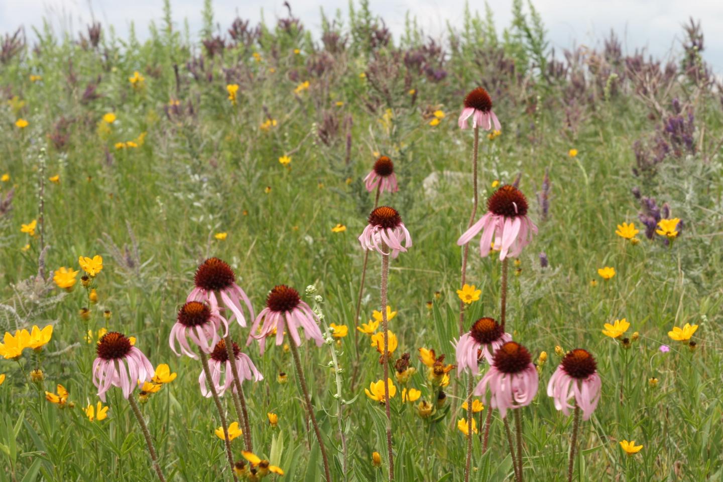 Purple Coneflower (Echinacea angustifolia) Plants