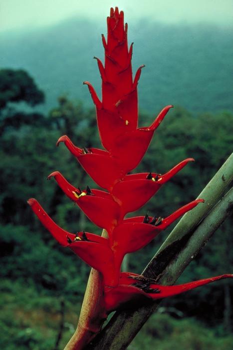 Heliconia bella in Panama