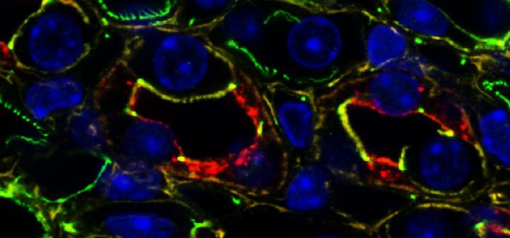 A Mouse Kidney Under the Microscope (Detail)