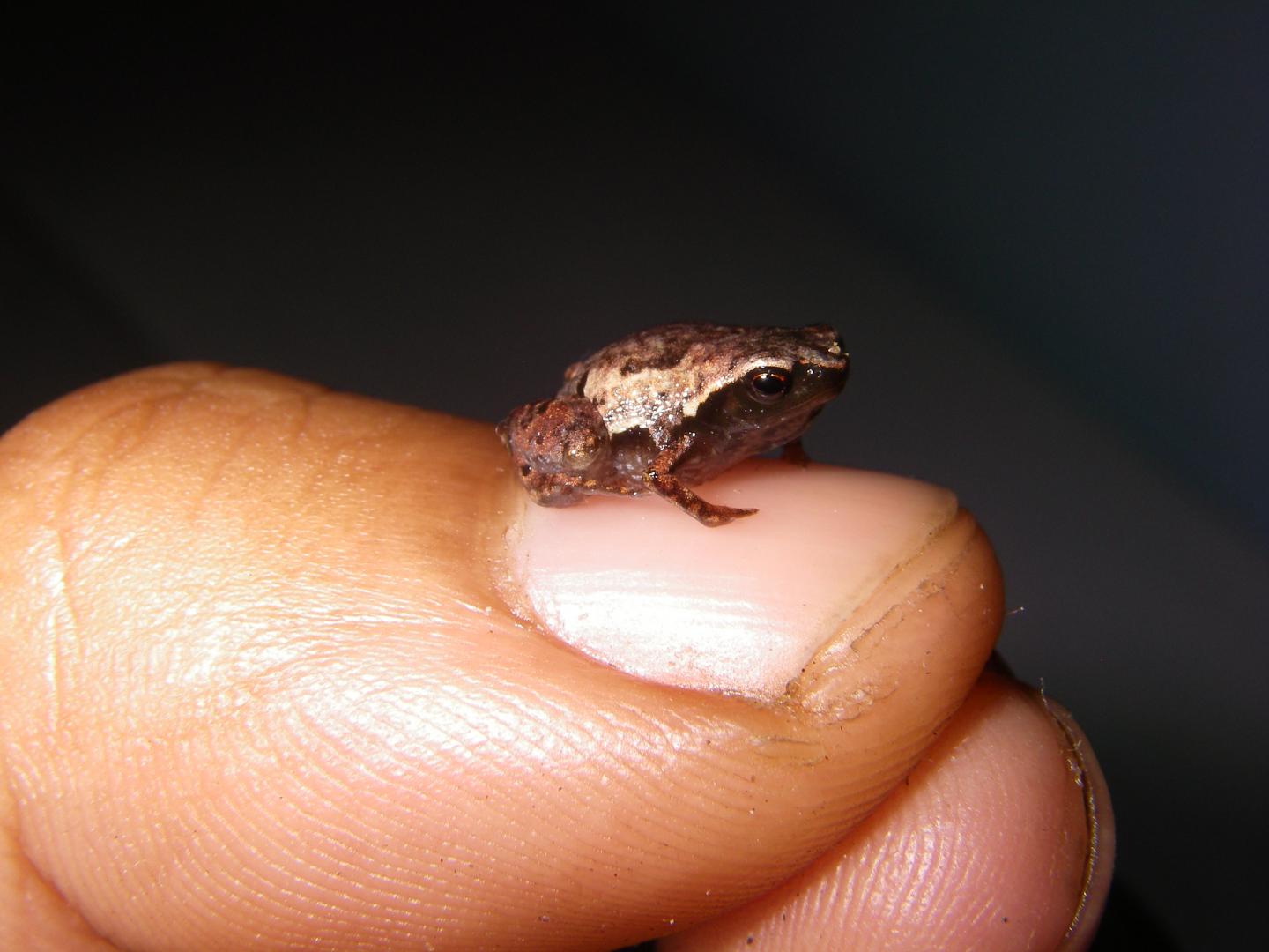 Five new frog species from Madagascar EurekAlert!