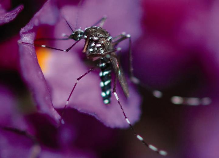 An Asian Tiger Mosquito Feeding on Nectar