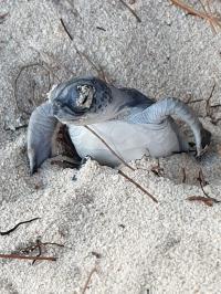 A green turtle hatchling