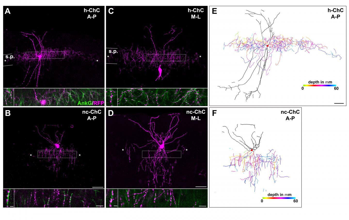 Hippocampal Chandelier Cells Innervate a Greater Number of Excitatory Neurons Than Neocortical Chand