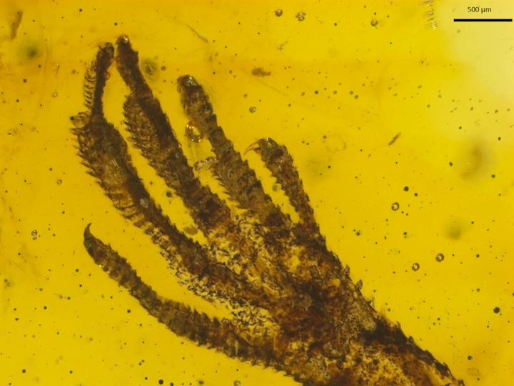 Rare lizard fossil preserved in amber | EurekAlert!