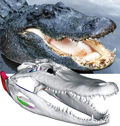 Crocodile Skull Anatomy