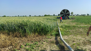 Crop diversification in Italy