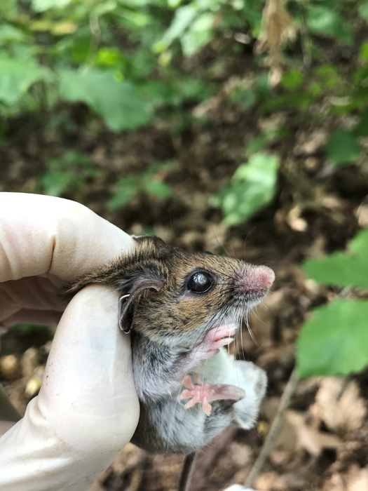 White-footed mouse with cataract