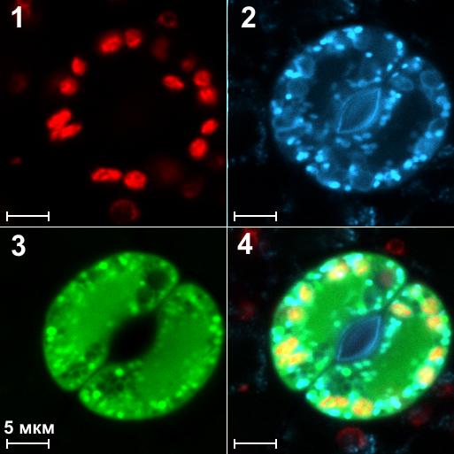 Chloroplasts, Mitochondria and Reactive Oxygen Species (ROS) in Two Guard Cells of Pea.