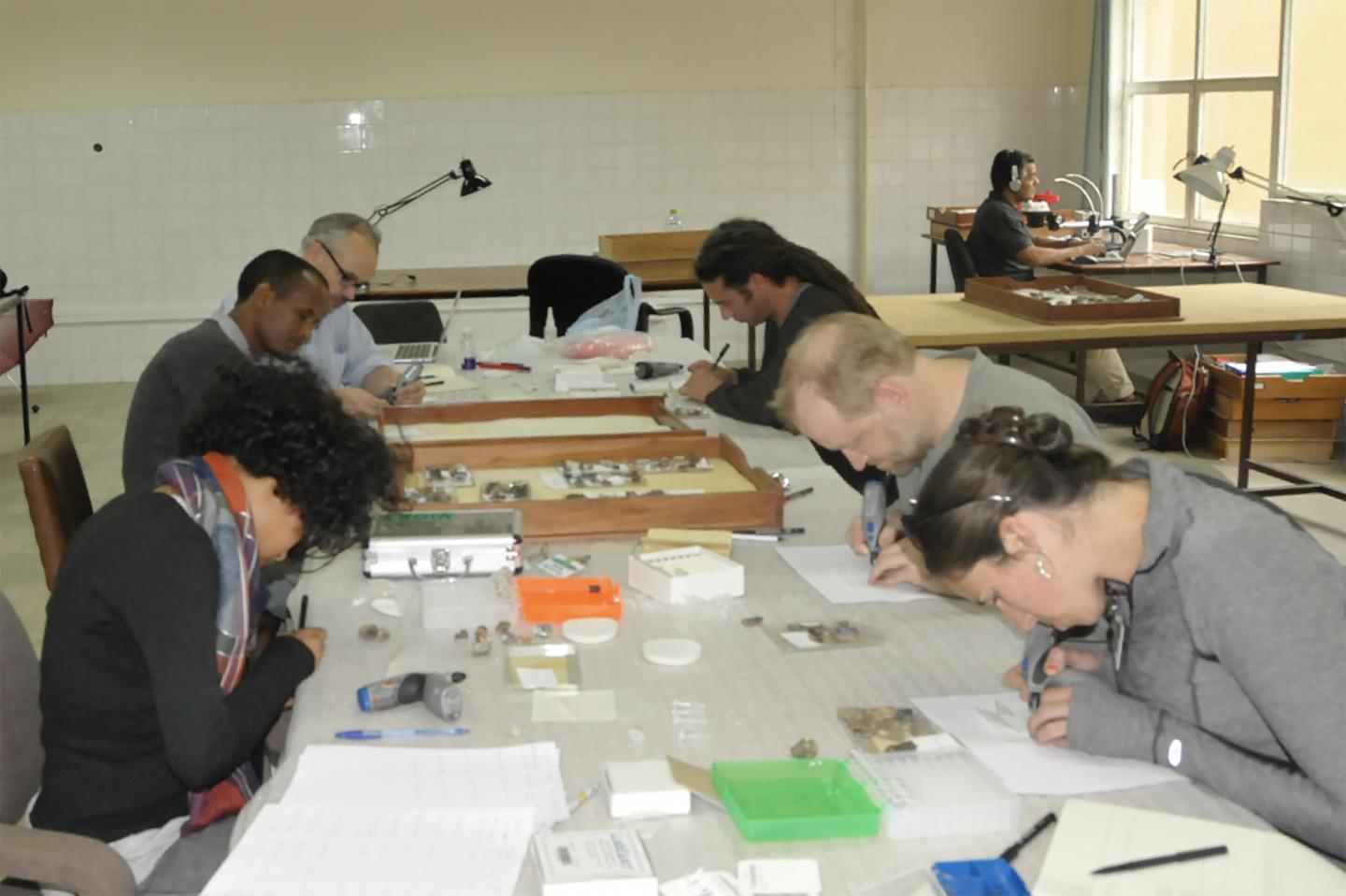 Fossil teeth sampling at the National Museum of Ethiopia
