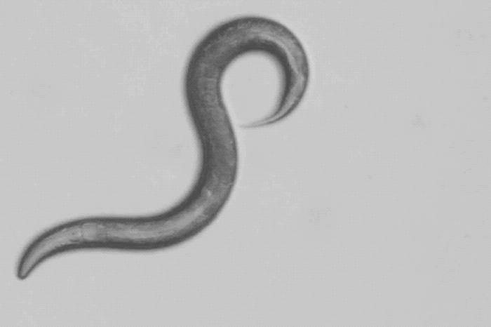 <em>C. elegans</em> Surrounded by DEET