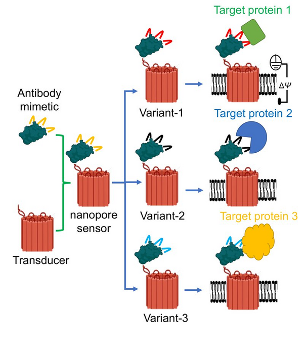 Three distinct protein binders