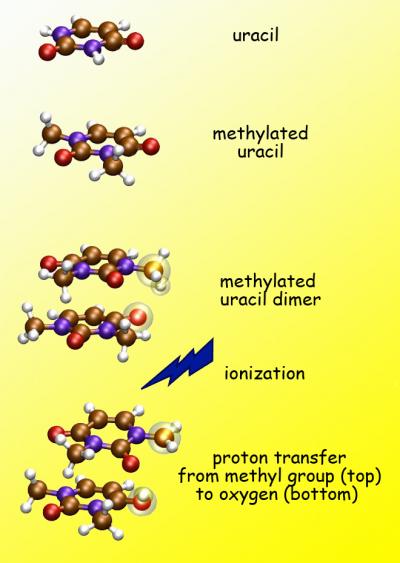 Proton Transfer in Ionized Dimethyluracil