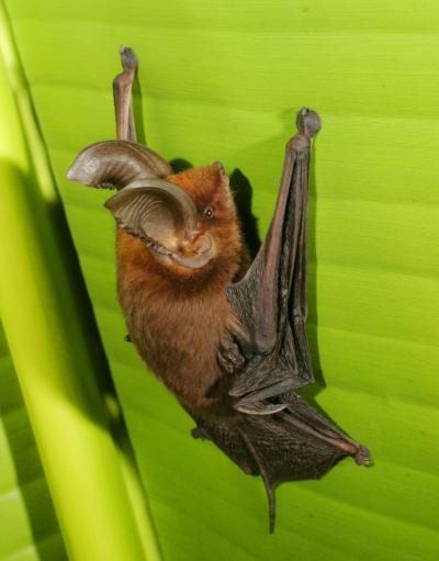 Sucker-Footed Bat (M. aurita) on Leaf