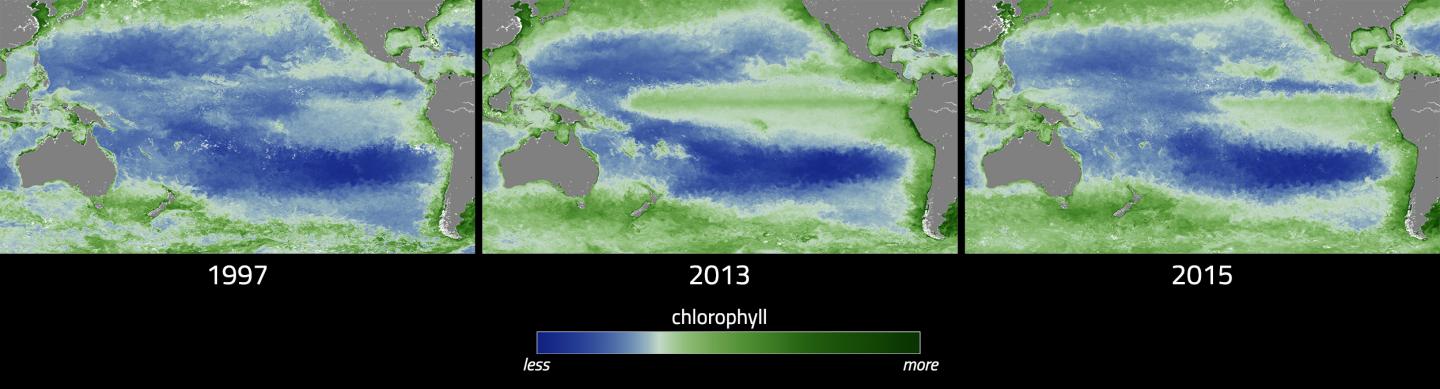 Differences in December Phytoplankton Abundances Are Visualized for Three Years