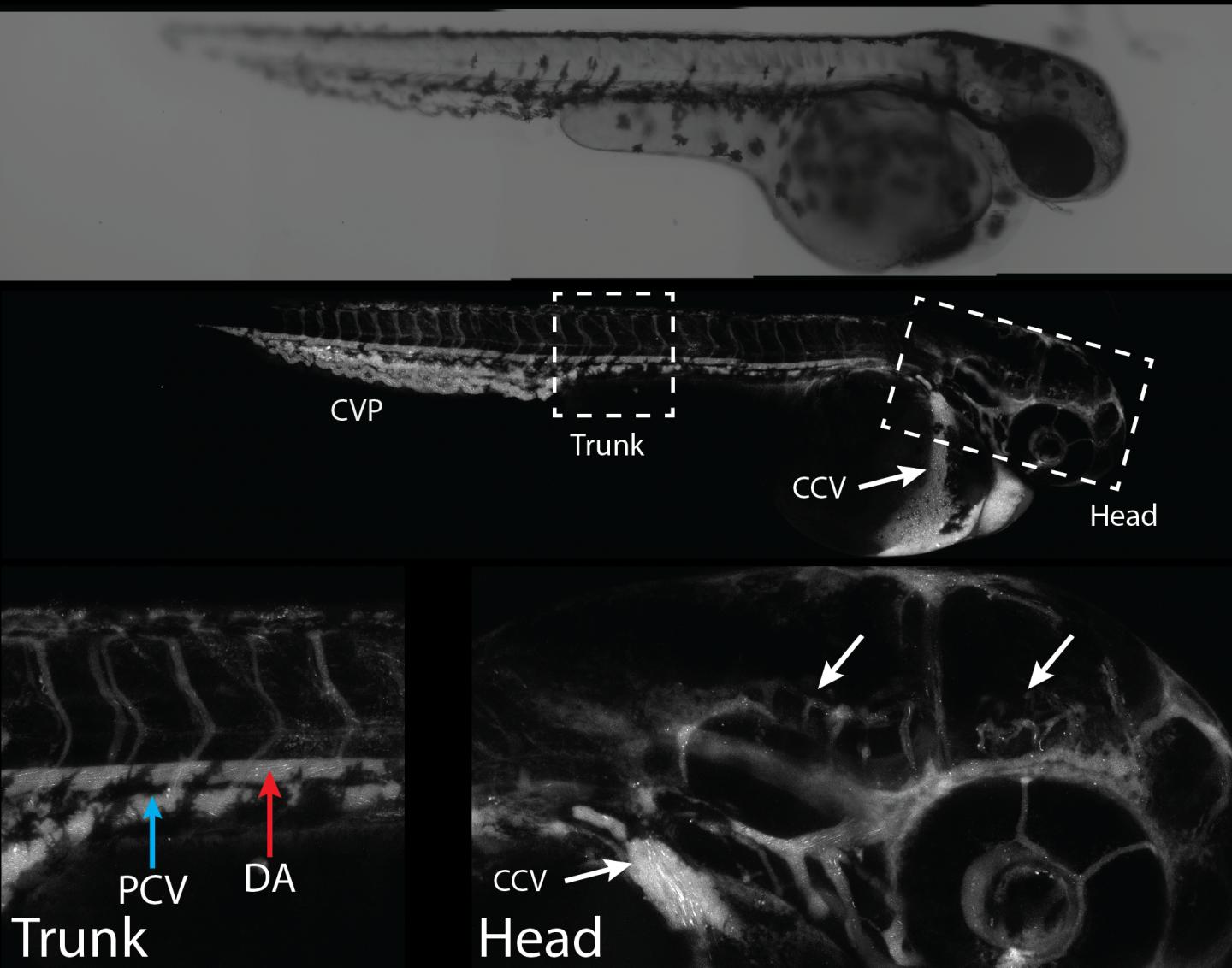 Nanoparticle Distribution in Zebrafish