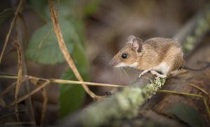 A wood mouse (Apodemus sylvaticus) in Wytham Woods in the UK