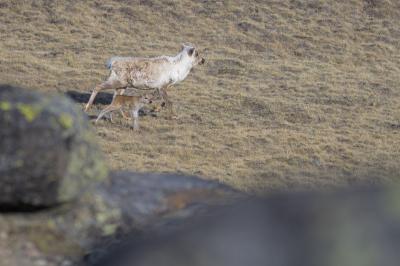 Caribou May Be Indirectly Affected by Sea-Ice Loss in the Arctic (1 of 3)