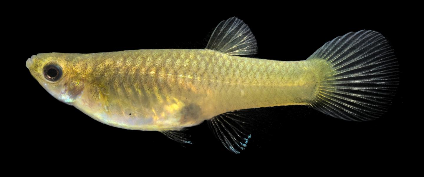 A female guppy with black irises