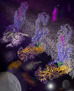 Structures of the human glucagon receptor GCGR involved in glucose homeostasis