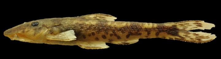 <i>Curculionichthys sabaji</i> (1 of 3)