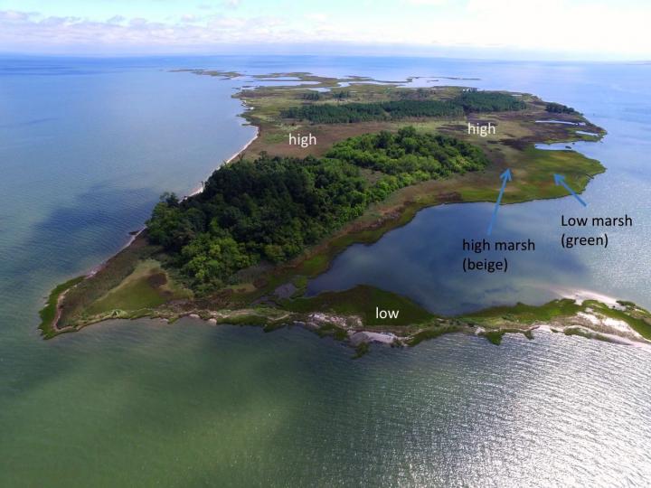 High and Low Marsh [IMAGE] EurekAlert! Science News Releases