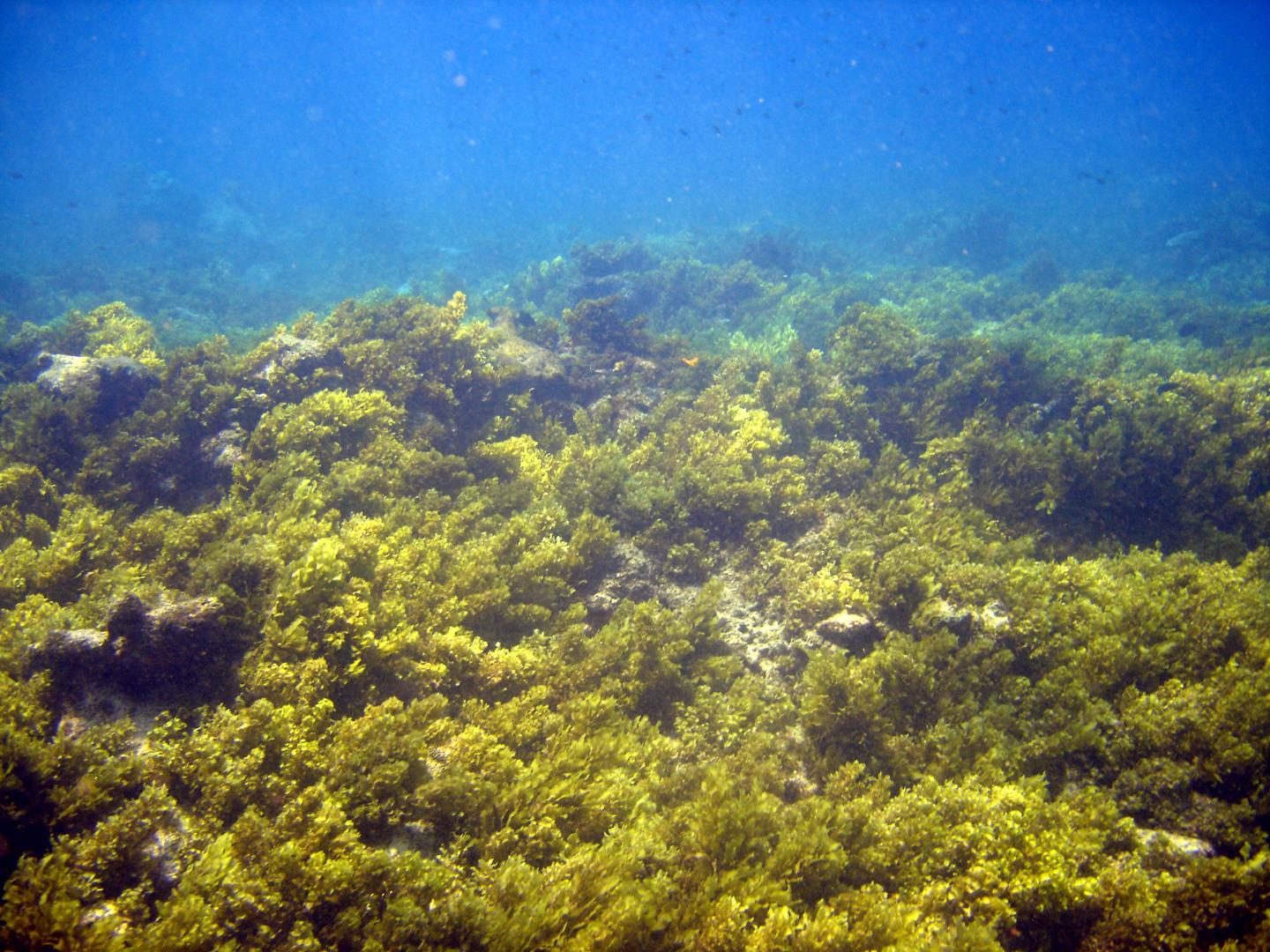 Macroalgae Dominated Reef, Seychelles