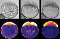 Images of the Developing Zebrafish Embryo