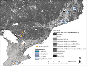 Pathogens detected in ticks at study sites in Ontario and Quebec, Canada.