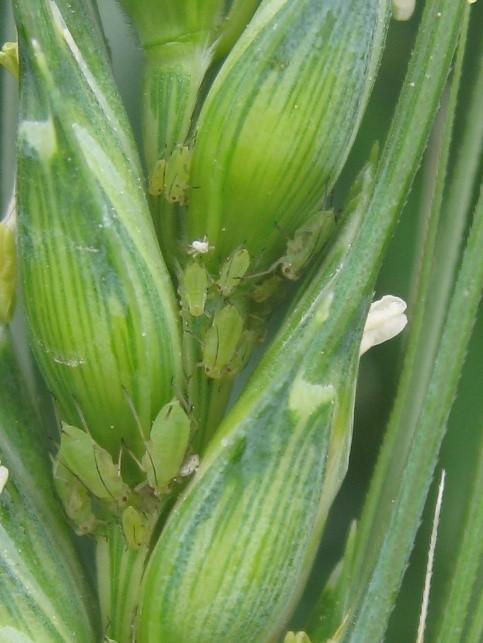 Aphids Damaging Wheat Spikes