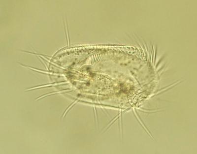 Researchers Rethink Symbiosis 3