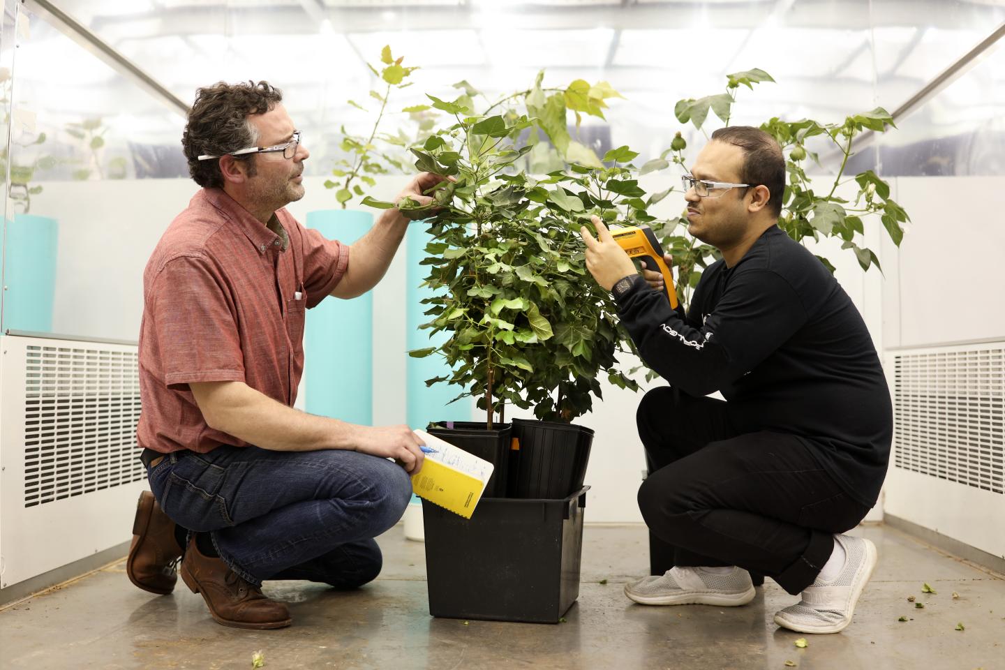 Plants -- Surviving the heat