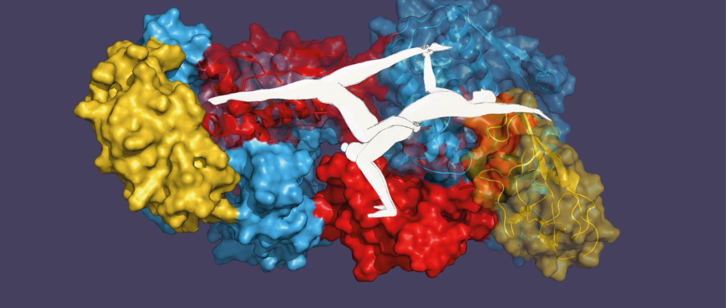 Acrobatic Duo in the Cells