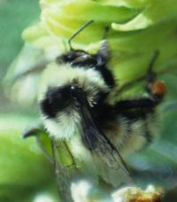 Queen Bumble Bee (3 of 3)