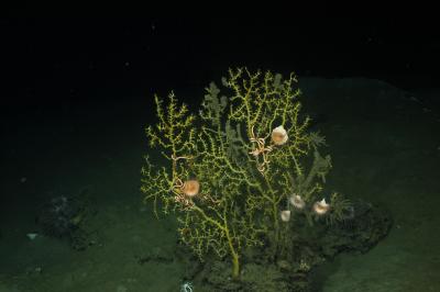 Impact of Deepwater Horizon Oil Spill on Coral Is Deeper and Broader than Predicted