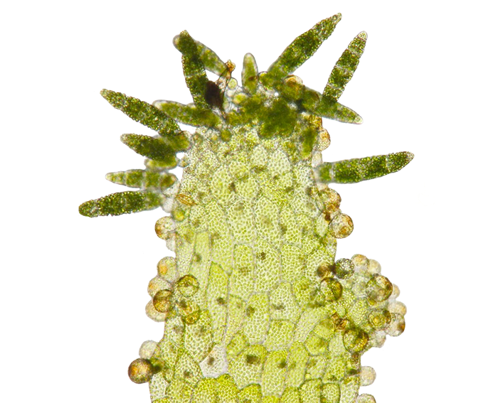 Microscopy image of a ribbon-shaped fern gametophyte