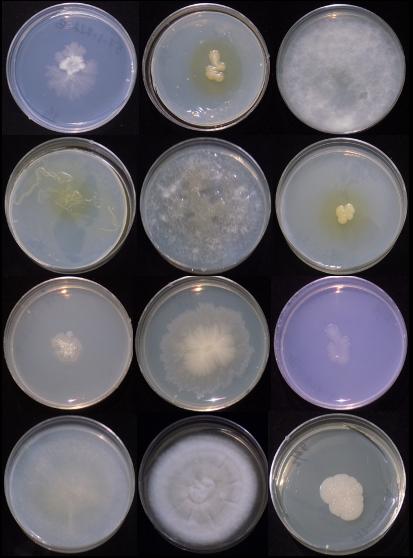 Soil Microbes in the Lab