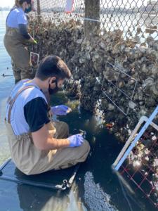 Intra-decadal increase in globally-spread Magallana gigas in southern California estuaries