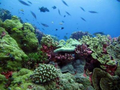 Vibrant Corals