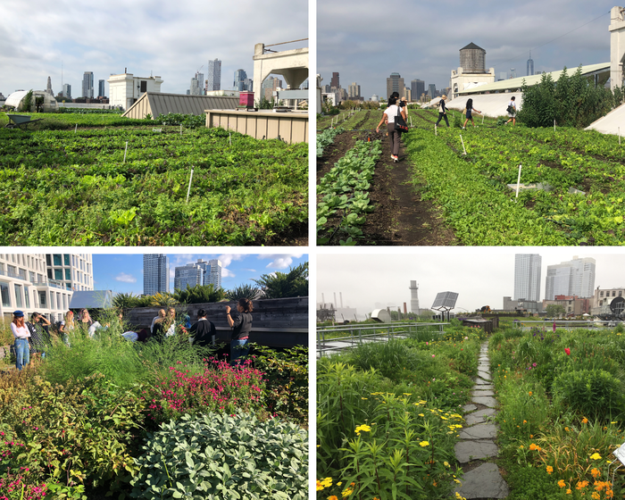 Green roof on the Vice Corporate Office Headquarters in Brooklyn, New York maintained by the Brooklyn Grange Farm.